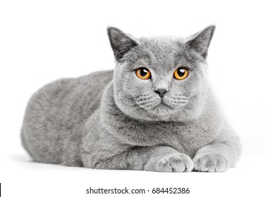 British Shorthair cat isolated on white. Lying relaxed