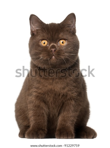 British Shorthair Cat Kitten 4 Months Stock Photo Edit Now 91229759