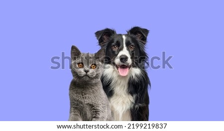 British Shorthair cat kitten and a border collie dog with happy expression together on blue background, banner, looking at the camera