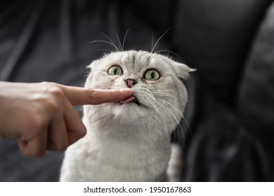 British shorthair cat is looking up curiously   licking owner's finger