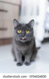 british shorthair cat looks directly into the camera, sits in the home room - Shutterstock ID 1956026830