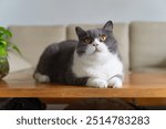 British shorthair cat lying on table