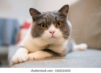 British Shorthair Images Stock Photos Vectors Shutterstock