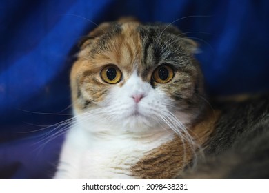British Shorthair cat lying on white table. Looking at copy-space. Banner