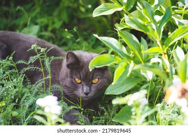 British Shorthair cat lying on white table. Copy-space - Shutterstock ID 2179819645