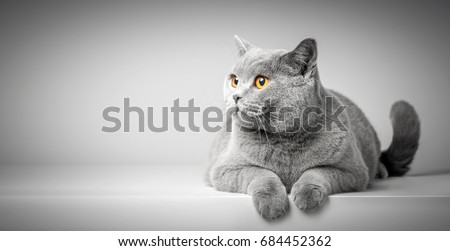 British Shorthair cat lying on white table. Looking at copy-space. Banner