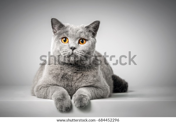 British Shorthair Cat Lying On White Stock Photo Edit Now 684452296