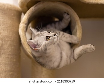 British Shorthair Cat Nala Is Playing 