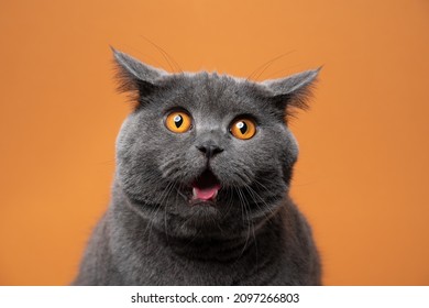 british shorthair cat with orange eyes funny face portrait looking shocked on orange background - Shutterstock ID 2097266803