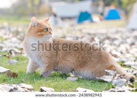 British shorthair cat playing on the lawn outdoors