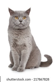 British Shorthair Cat Portrait On A White Background