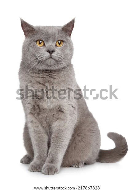 British Shorthair Cat Portrait On White Stock Photo Edit Now