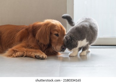 British Shorthair Cat Rubs Head Against Golden Retriever