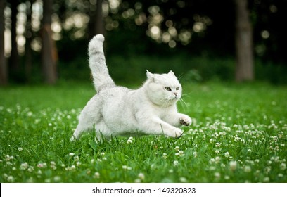 British shorthair cat running in summer - Powered by Shutterstock