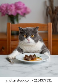 British Shorthair Cat Sitting At The Dining Table Ready To Eat