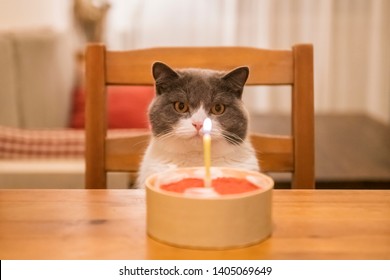 British shorthair cat sitting on a chair looking at the cake on the table - Powered by Shutterstock