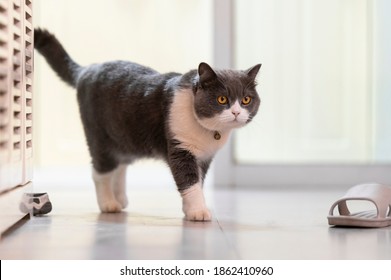 British Shorthair Cat Walking Indoors