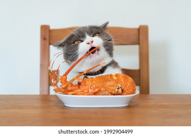 British Shorthair Cat Wants To Eat Lobster On The Table