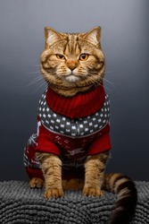 British Shorthair Cat Wearing A Red Christmas Sweater On A Gray Background. The Cat Narrowed His Eye.