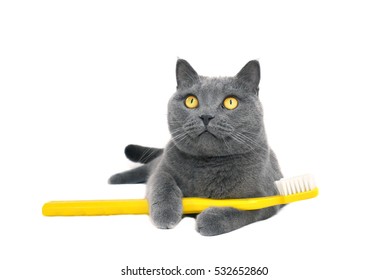 Brush Cat Teeth Images Stock Photos Vectors Shutterstock