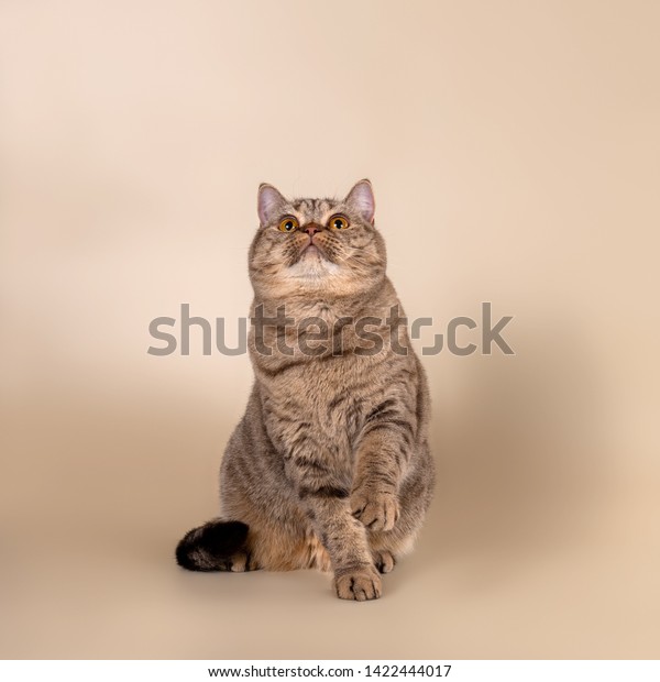 British Shorthair Cats Chocolate Tabby Color Stock Image