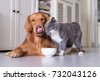 dog and cat food