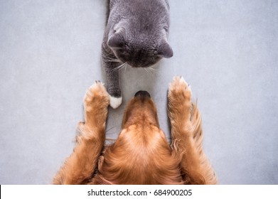 British shorthair cats and Golden Retriever - Shutterstock ID 684900205