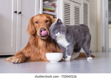 British shorthair cats and Golden Retriever - Shutterstock ID 732043126