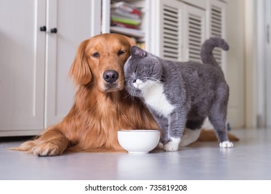 British shorthair cats and Golden Retriever - Shutterstock ID 735819208