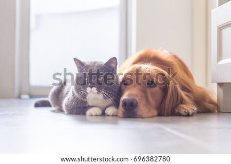 British shorthair cats and Golden Retriever