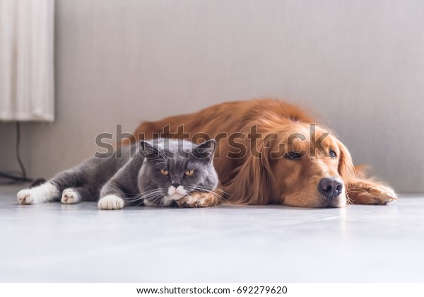 British Shorthair Cats Golden Retriever Stock Photo Edit Now