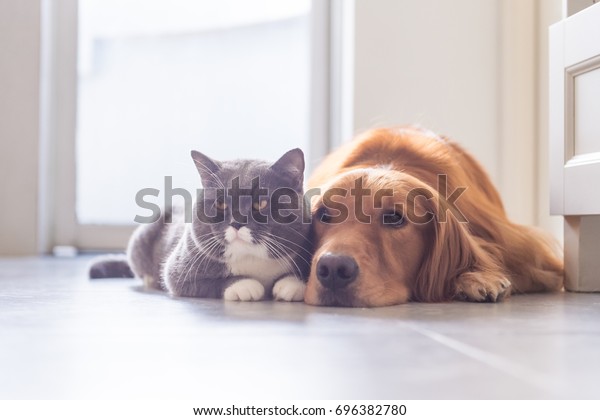 British Shorthair Cats Golden Retriever Stock Photo Edit Now