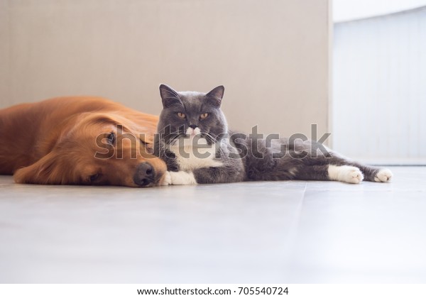 British Shorthair Cats Golden Retriever Stock Photo Edit Now