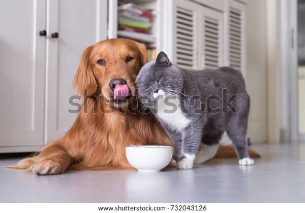 British Shorthair Cats Golden Retriever Stock Photo Edit Now