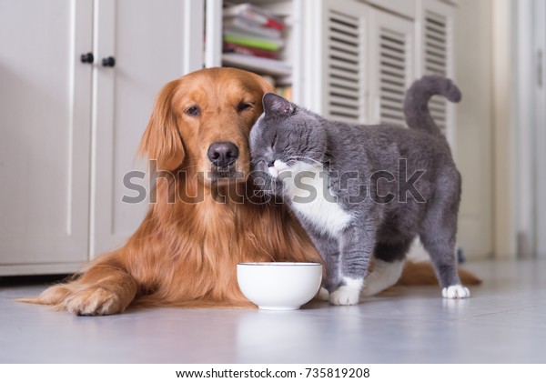 British Shorthair Cats Golden Retriever Stock Photo Edit Now