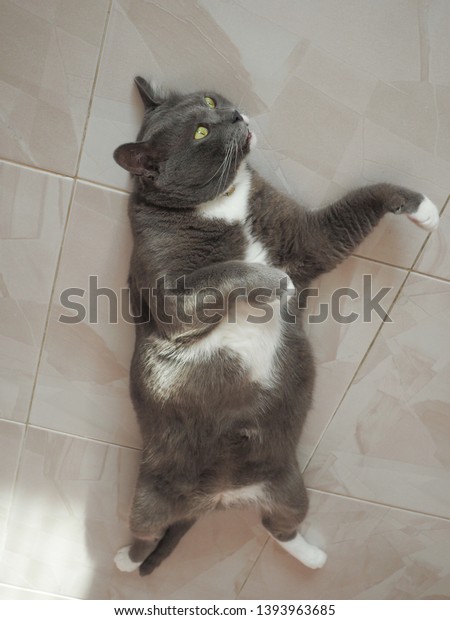 British Shorthair Cats Grey Cat Animal Stock Photo Edit Now