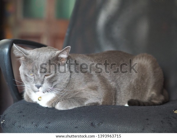 British Shorthair Cats Grey Cat Animal Stock Photo Edit Now