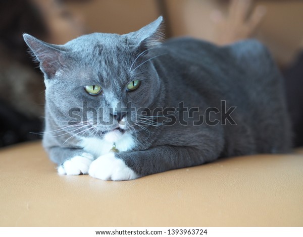 British Shorthair Cats Grey Cat Animal Stock Photo Edit Now