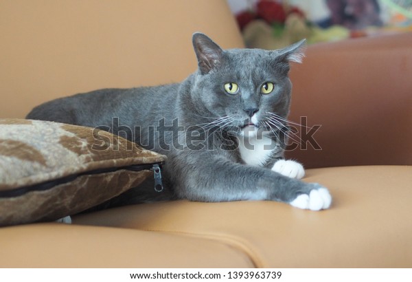 British Shorthair Cats Grey Cat Animal Stock Image Download Now