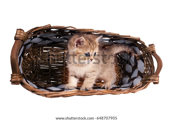 British Shorthair Chinchillas Kitten Color Gold Stock Photo Edit