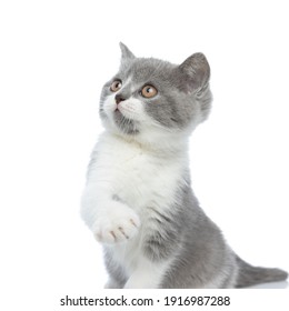 british shorthair cub cat hitting something with her paw and playing against white background