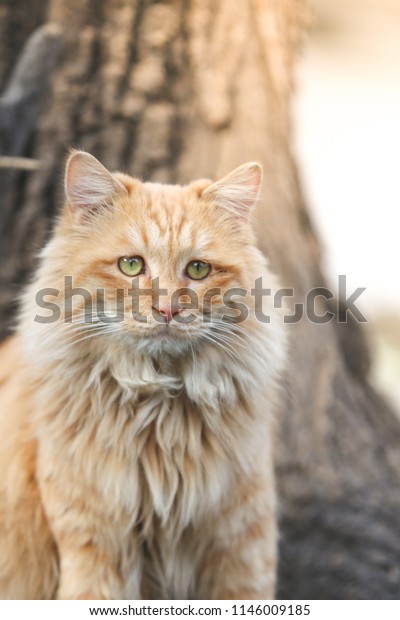 British Shorthair Cute Cat Wood Background Stock Photo Edit Now