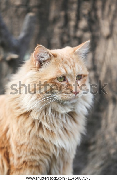 British Shorthair Cute Cat Wood Background Stock Photo Edit Now