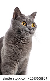 British Shorthair-Katze, die auf weißem Hintergrund sitzt