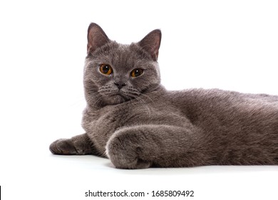 British Shorthair-Katze, die auf weißem Hintergrund sitzt