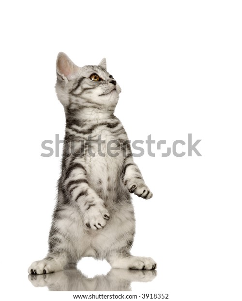 British Shorthair Front White Background Stock Photo Edit Now