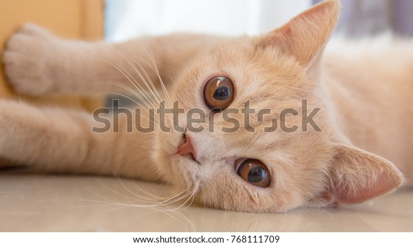 British Shorthair Golden 6 Months Old Stock Photo Edit Now 768111709