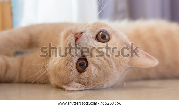 British Shorthair Golden Cats 8 Months Stock Photo Edit Now