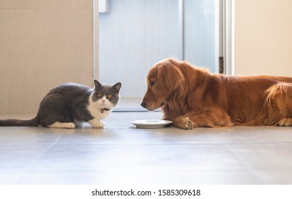 Golden Retrievers British Shorthair Images Stock Photos Vectors