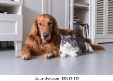 British Shorthair Golden Retriever Friendly Stock Photo 1556134133 ...